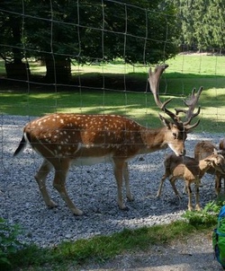 wildpark hirscheck.jpg