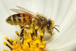 bienen.jpg