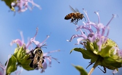 bienen.jpg