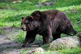 Wildpark Schwarze Berge - Familienfahrt (Bild PixaBay)